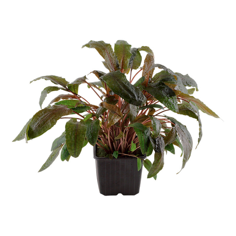 Cryptocoryne wendtii 'Tropica' Nr.11 ca. 10-15 cm XL potte