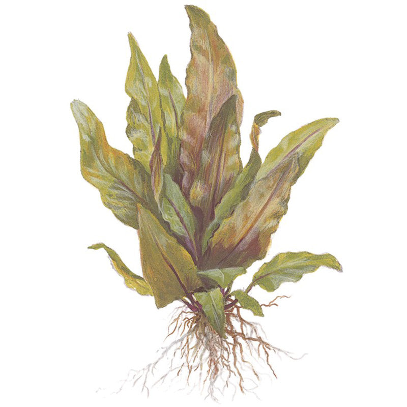 Cryptocoryne undulata 'Broad Leaf' Nr.7 ca. 15-25 cm