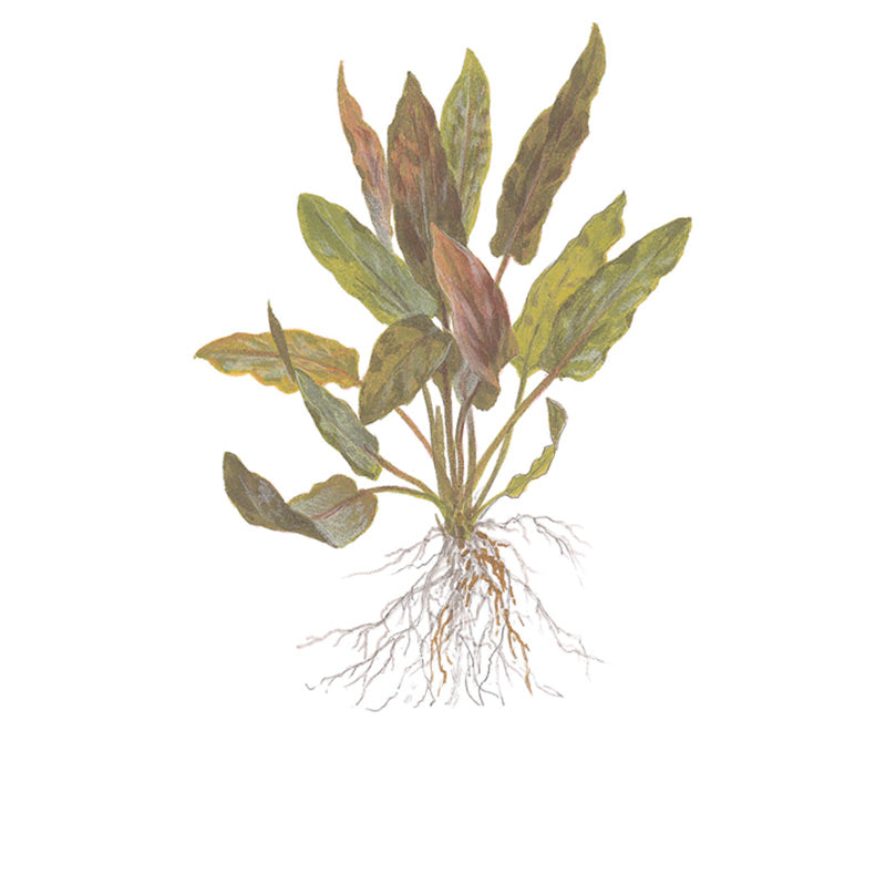 Cryptocoryne undulata 'Broad Leaf' Nr.8 1-2-Grow! ca. 15-30 cm