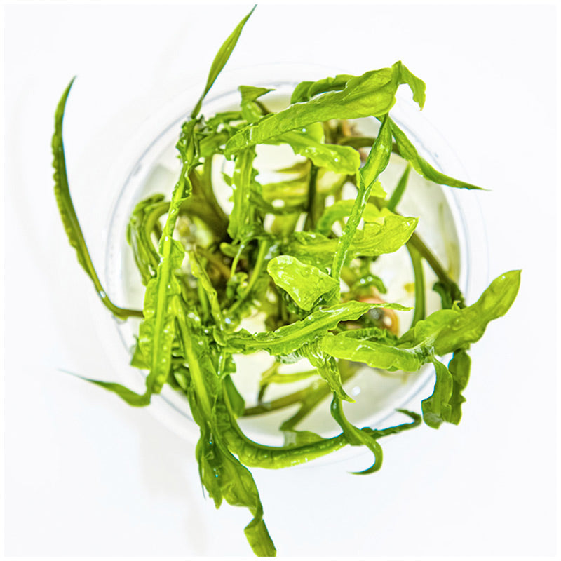 Cryptocoryne crispatula Nr.8 1-2-Grow! ca. 20-60 cm