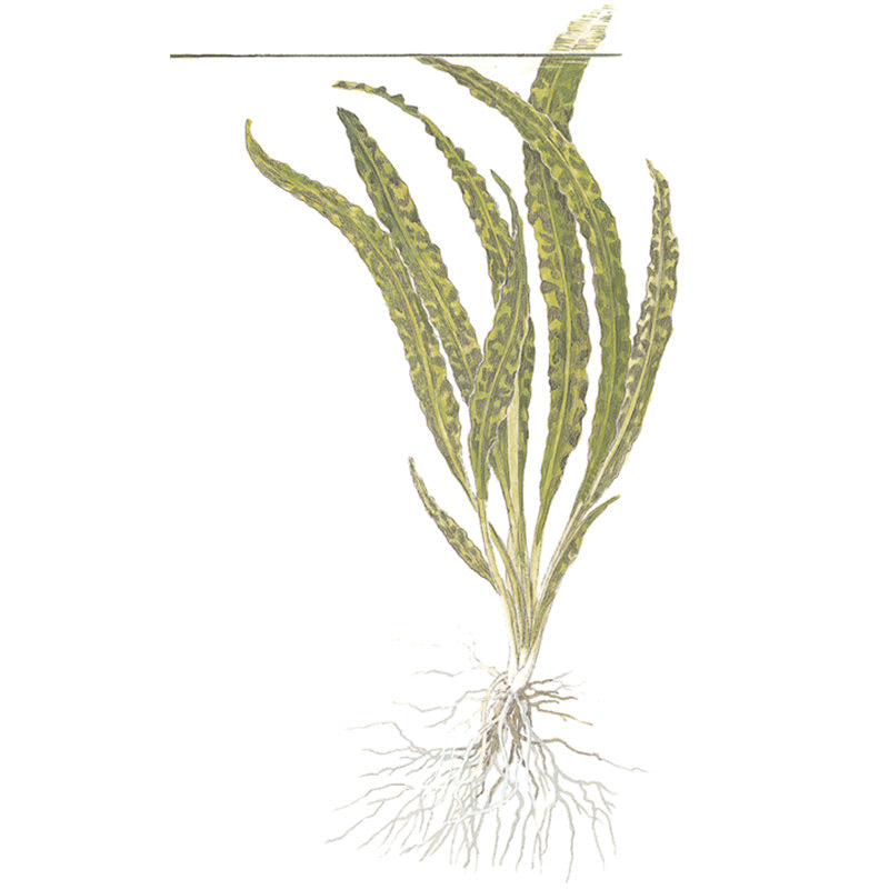 Cryptocoryne crispatula Nr.8 1-2-Grow! ca. 20-60 cm